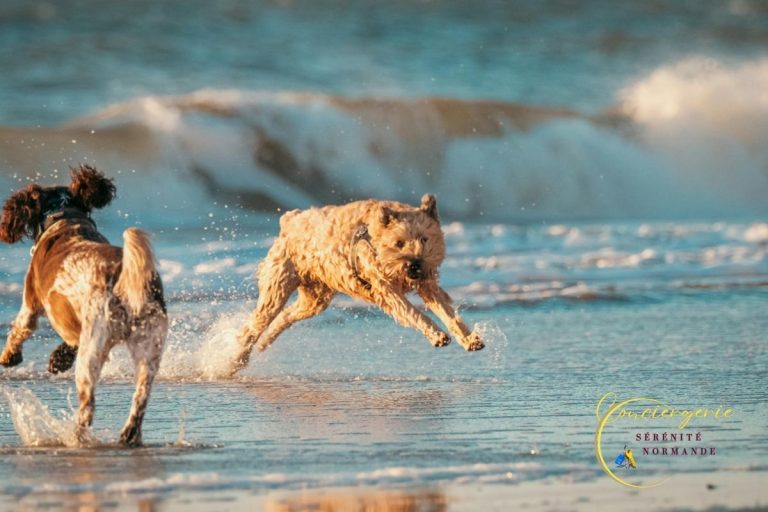 Lire la suite à propos de l’article Guide 2025 : Plages Chiens Normandie & Vacances Dog-Friendly Réussies