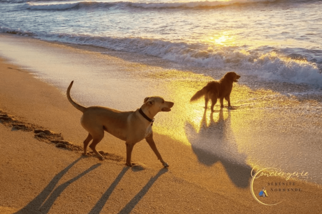Deux chiens profitant d'une promenade au coucher de soleil sur une plage de Normandie