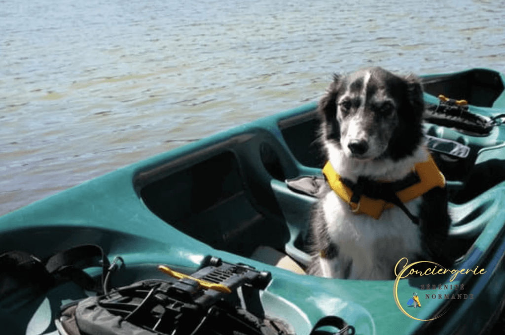 Chien en gilet de sauvetage lors d’une sortie en canoë sur une rivière en Normandie