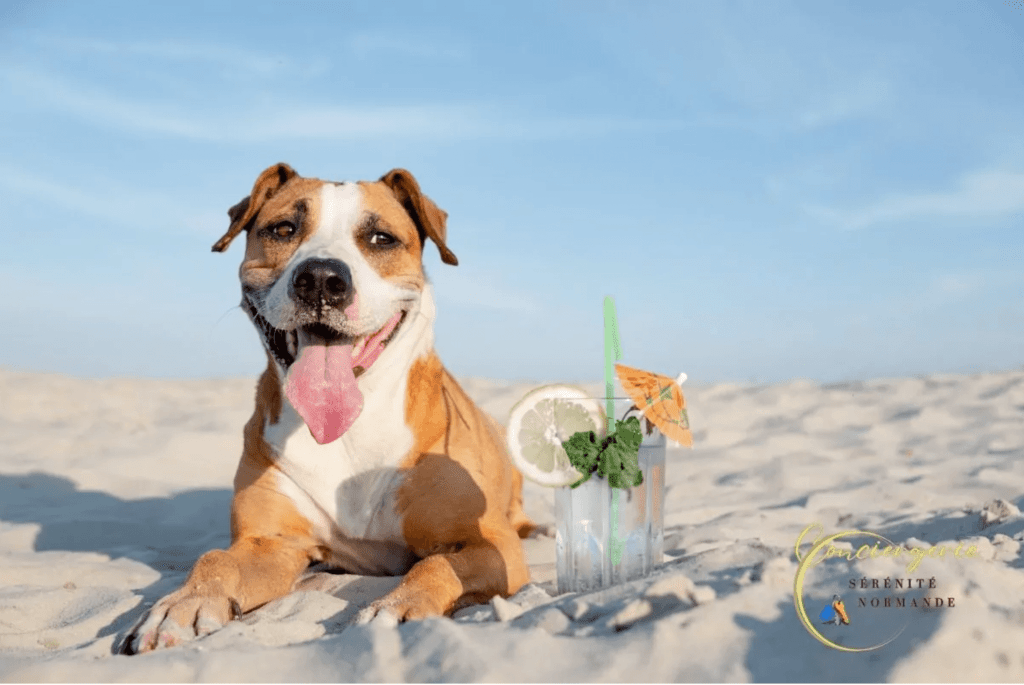 Chien détendu sur une plage en Normandie pendant les vacances d’été