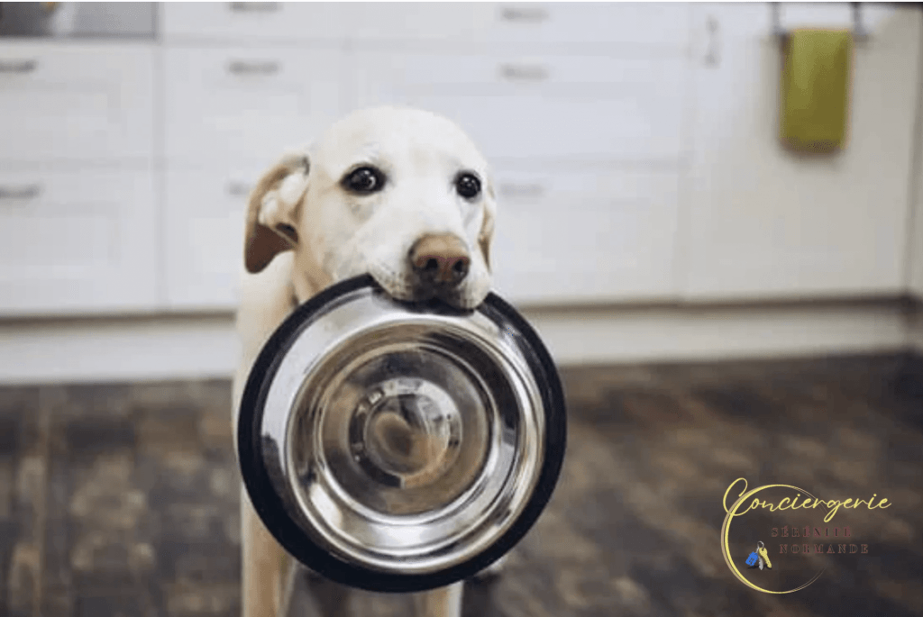 Chien tenant sa gamelle dans la bouche, attendant son repas dans un hébergement pet-friendly en Normandie