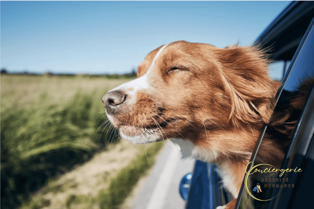 Chien en voiture en route vers les plages autorisées aux chiens en Normandie 