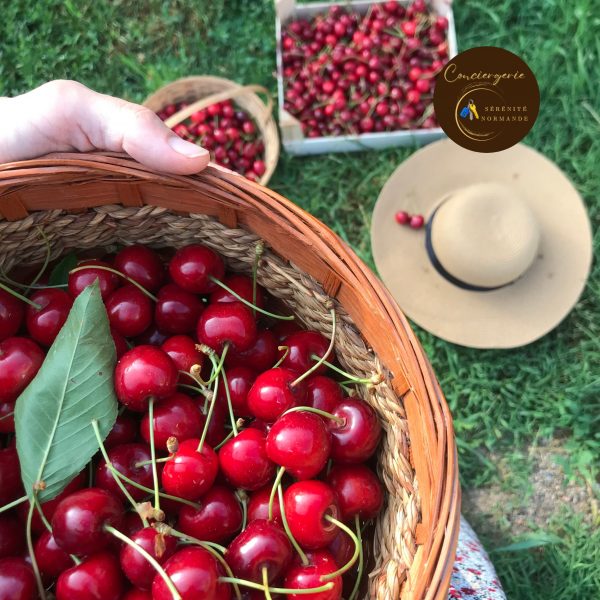 Un panier en osier rempli de cerises rouges charnues avec leurs tiges, posé dans l'herbe à côté d'un chapeau de paille.